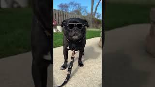 Friday Dog Vibes  | Walk. Flex. Repeat.