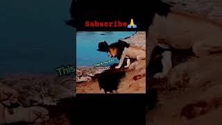 Butt I Am The King HereScarfaceshorts#attitude #WILD LEGALHomeBShorts+Subscriptions #billionaire #di