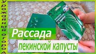 РАССАДА ПЕКИНСКОЙ КАПУСТЫ В ГИДРОГЕЛЕ!!!ОЧЕНЬ КОМПАКТНЫЙ СПОСОБ!