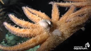 Sunflower star has weird way of eating