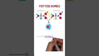 Peptide bond formation #shorts #YoutubeShorts #PeptideBond #biology