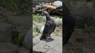 Kabootar Lover.. ️#pigeonlaver #bird #youtube #kabutar #kabootar #vilogpigeon