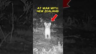 This Stoat Cost New Zealand 300k