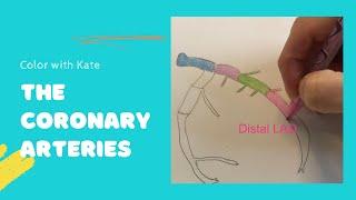 Left Anterior Descending Coronary Artery (LAD) #cardiac anatomy