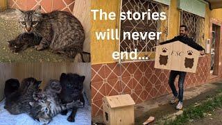 The stories will never end with Mama cats as long as they need help.