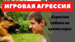 Агрессия собаки во время игры. Игровая агрессия у собак.