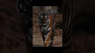 Lion vs tiger scarface legand king of all time#animals #lion #wildanimals