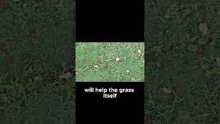 Importance of Weed Control in Lawns