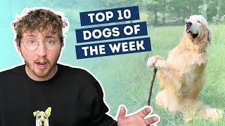 This Dog Is A Wizard | Top 10 Dogs of the Week!