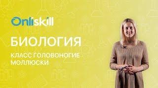 БИОЛОГИЯ 7 класс : Класс Головоногие моллюски | Видеоурок