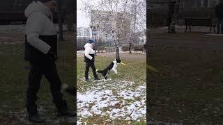 БК Дели - учится ловить диск во флипе  #bordercollie #dogfrisbee  #dogtraining