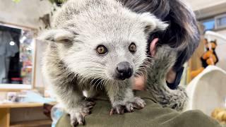 It's like a bear!? Japan's Exotic Animal Cafe | Hanimaru Cafe Tokyo