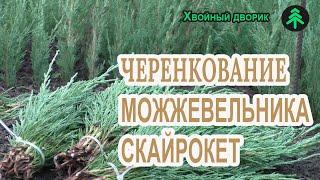 Черенкование можжевельника Скайрокет в нашем теневике с форсунками!