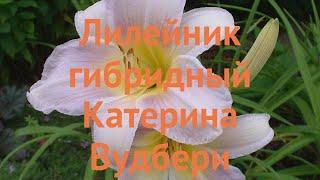 Лилейник гибридный Катерина Вудбери  обзор: как сажать, рассада лилейника Катерина Вудбери