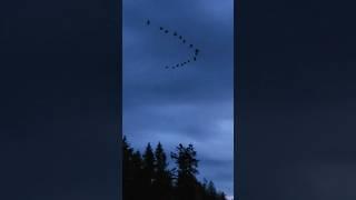 Flock of Geese flying across the evening sky. #birds #nature