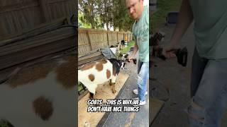 Goats…this is Why We Don’t Have Nice Things #goats #goat #pets #shorts #animals
