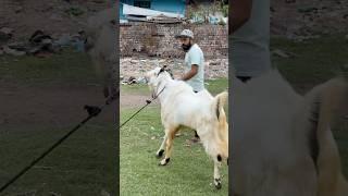 FG Goat Farm Ke Big Bakre