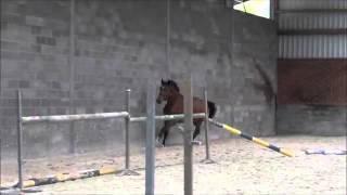 3y old gelding