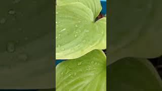 Close-up Look at Plants in Our Yard #shorts