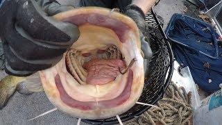 How to unhook catfish - tips for holding, burping and releasing catfish