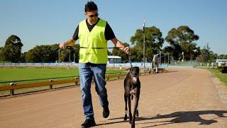 Deadly Avenger trials ahead of Harrison-Dawson heats