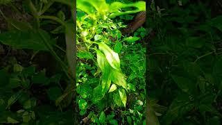 My garden green chilli plant/Pachimelakai # Garden #tricks