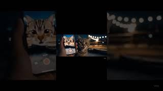 gato organiza un combate en la azotea