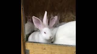 Кролики | Rabbit euro kroll | Куён Ош