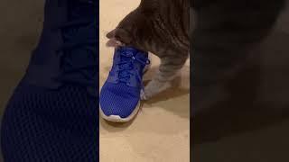 Cat vs Stinky Shoe #funnycats #stinky #cat #crazycat #rescuecats