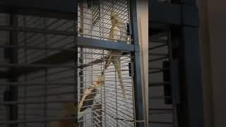 Curious Cockatiels (And Someone's Got a Temper)