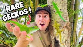 CATCHING RARE GIANT DAY GECKOS IN FLORIDA ! HOW MANY WILL WE FIND ?!