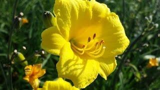 Best Perennials, Hemerocallis Bitsy (Daylily)