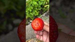 Strawberry picking @waheeda shakil