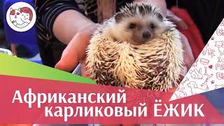 Африканский карликовый ёжик Содержание на ilikepet