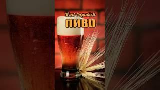 Как варится пиво #пиво #пивоварение #как #пвк #цкт