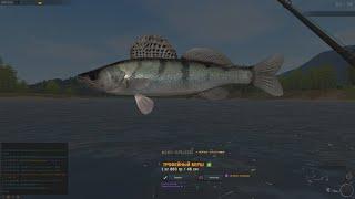 VOLGA ZANDER - SERBIA: r. DANUBE FISHER ONLINE | БЕРШ - СЕРБИЯ: р. ДУНАЙ FISHER ONLINE