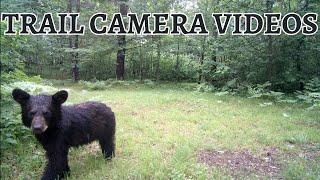 The Terrifying World of Nicolet National Forest Predators! (Trail Camera Footage From Spring 2024)