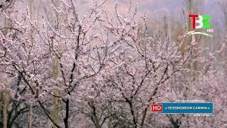 Tajikistan Isfara - 28.03.2019