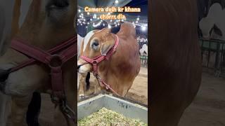 camera dekh kr Khana chor dia || maweshi mandi #cow #bull