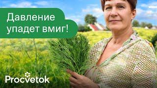 КАК СНИЗИТЬ ДАВЛЕНИЕ ПРИ ПОМОЩИ... УКРОПА? А еще убрать отеки, вздутия живота и зрение улучшить?