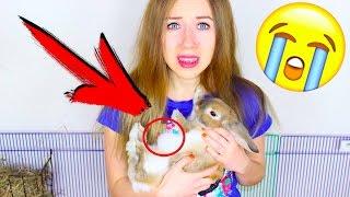 Кролик может умереть! СРОЧНО НУЖНА ОПЕРАЦИЯ - ЭЛЬЗА ЖИВИ | Elli Di Pets