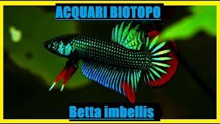 Betta imbellis-scheda allevamento