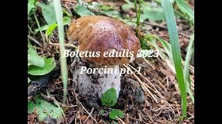 Boletus edulis 2023 - porcini part 1