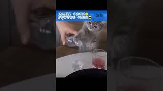 Смех до слез V6 Лучшие Приколы 2024