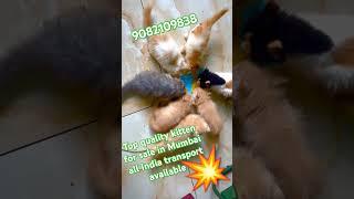 Persian Cats For Sale | Imported Breed Pure Persian Cat | Cats for sale | persian cat price in india