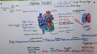 Internal structure of Human heart||Blood  flow in human heart||path of blood in  human heart||