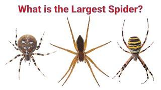 What is Britain's Biggest Spider?