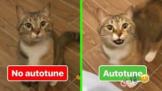 Cat Singing - No Autotune & Autotune edit