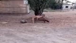 Funny Dog mating Pig || Dog mating with pig at Farm