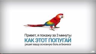 SEO для бизнеса. Павел Шульга (Академия SEO)